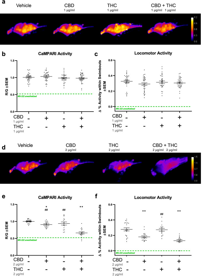 Antagonistic effect of CBD on neural activity is enhanced when combined with sub-effective doses of THC. Zebrafish larvae were exposed to a series of CBD and THC concentrations by themselves or in combination, which are mostly sub-effective, or in the case of CBD, were minimally effective. (a) and (d), Exemplar CaMPARI activity heat maps show an additive effect (minimizing neural activity) when exposed to 2 µg/ml (d) of each CBD and THC compared to CBD or THC by themselves (as plotted in (e)). When 1 µg/ml of 1:1 CBD and THC was applied, ratios show no additive effect as illustrated by quantifications and statistics in (b). (c) and (f), Locomotor activity from the same well at 5 dpf shows a clear reduction when CBD and THC is combined at 2 µg/ml each, but reduction mediated by CBD alone is almost as low as when combined with THC suggesting that CBD is the main component affecting locomotor activity. R/G is indicated by the calibration bar. Green-dashed lines depict mean values for MS-222-anesthetized samples (from Fig. 1). Biological replicates are n = 15–25. *compared to vehicle control (equal amount of MeOH in all experiments); # compared to CBD plus THC. One symbol is p < 0.05; Two symbols is p < 0.01.