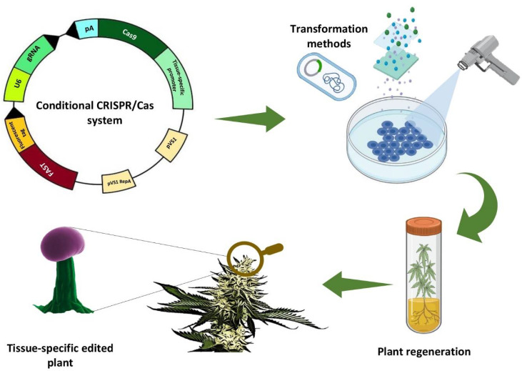 A schematic view of Conditional CRISPR/Cas methodology for producing ornamental cannabis.