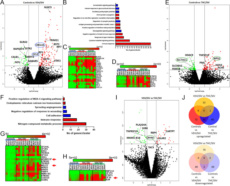 Long-term, low-dose THC administration reduced proinflammatory gene expression in basal ganglia of chronically SIV-infected RMs. Volcano plot shows the relationship between fold-change (X-axis) and statistical significance (Y-axis) of differentially expressed mRNAs in VEH/SIV (A) and THC/SIV (E) RMs relative to controls and in THC/SIV relative to VEH/SIV RMs (I). The vertical lines in (A, E, I) correspond to 2.0-fold up and down, respectively, and the horizontal line represents p ≤ 0.05. The negative log of statistical significance (p-value) (base 10) is plotted on the Y-axis, and the log of the fold change base (base 2) is plotted on the X-axis. Notable differentially expressed mRNAs are shown in the volcano plots. Gene Ontology functional annotation cluster analysis of upregulated (red bars in B and F) and downregulated (blue bars in B and F) genes in VEH/SIV and THC/SIV RMs, respectively, relative to controls. Number of genes represented in each cluster in VEH/SIV (B) and THC/SIV (F) relative to controls. Heat maps show interferon stimulated and proinflammatory genes that showed statistically significant upregulation exclusively in BG of VEH/SIV (C, D) and those that showed higher read counts and fold change in VEH/SIV than THC/SIV compared to uninfected control RMs (G, H). Venn diagrams showing the number of differentially expressed annotated mRNAs that are unique to each group or overlapped between the three groups (J)