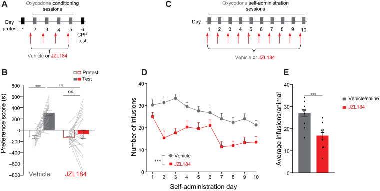 JZL184 attenuates oxycodone preference and self-administration.(A) Timeline of behavioral protocol for oxycodone CPP and systemic pretreatment of vehicle or JZL184. (B) Systemic JZL184 before each oxycodone conditioning session attenuated oxycodone CPP [two-way ANOVA, significant interaction (treatment × day), F1,82 = 13.31, P = 0.0005; post hoc: vehicle: test versus pretest ***P < 0.001; JZL184: test versus pretest, no significant; test: vehicle versus JZL184, †††P < 0.001; vehicle, N = 19; JZL184, N = 24]. (C) Timeline of behavioral protocol for oxycodone self-administration and systemic pretreatment of vehicle or JZL184. (D and E) Systemic JZL184 exposure before oxycodone self-administration sessions, attenuated the intake of oxycodone [(D) two-way RM ANOVA, main effect of JZL184 treatment, F1,21 = 21.43, ***P = 0.0001, main effect of days, F2.962,62.20 = 8.236, P = 0.0001, interaction F9,189 = 1.900, P = 0.0541; (E) average of total infusions per animal, t test, t21 = 4.63, ***P < 0.0001; vehicle/saline, N = 12; JZL184, N = 11]. Error bars ± SEM.