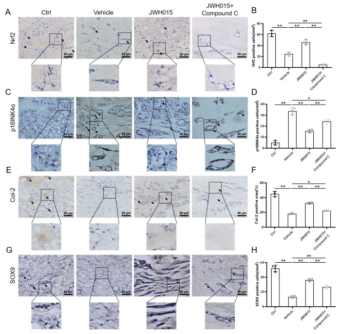 Local intervention of CB2R affects oxidative stress, cellular senescence and ECM anabolism. (A) Immunohistochemical staining results of Nrf2 (scale bar = 50 μm, black arrows indicate positive cells); (B) Quantification of Nrf2 expression in rat caudal IVD; (C) Immunohistochemical staining results of p16INK4a (scale bar = 50 μm, black arrows indicate positive cells); (D) Quantification of p16INK4a expression in rat caudal IVD; (E) Immunohistochemical staining results of Col-2 (scale bar = 50 μm, black arrows indicate positive cells); (F) Quantification of Col-2 expression in rat caudal IVD; (G) Immunohistochemical staining results of SOX9 (scale bar = 50 μm, black arrows indicate positive cells); (H) Quantification of SOX9 expression in rat caudal IVD. *p < 0.05, **p < 0.01.