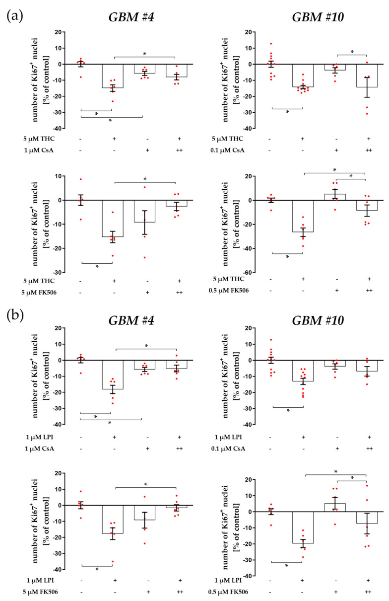 Impact of calcineurin inhibitor Cyclosporine A (CsA) and FK506 on THC- and LPI-induced reduction in the number of Ki67+ nuclei. GBM #4 and GBM #10 were left untreated or exposed to THC (a) or LPI (b) for 24 h, resulting in a decreased number of Ki67+ nuclei. In GBM #4, the effects of THC (a) and LPI (b) were significantly reduced by CsA and FK506, but CsA alone elicited a decreased number of Ki67+ nuclei compared to the untreated control group. In GBM #10, lower concentrations of CsA and FK506 were used. No significant effects on responses to THC (a) and LPI (b) were observed in the presence of CsA, whereas FK506 partially inhibited the effects of THC (a) and LPI (b). Data are means ± SEMs of N = 3 or N = 5 (GBM #10, CsA) independent experiments performed in duplicate. Each red dot represents an individual data point. -/+ indicates without/with the corresponding substance. ++ denotes that cells were pre-incubated with CsA or FK506 before THC or LPI was added. Significance was set at p < 0.05. The asterisk denotes significant results regarding the respective measurement indicated by the bar.