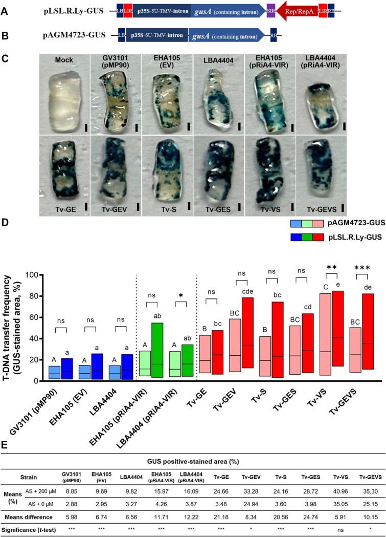 Evaluation of T-DNA transfer frequency with geminivirus-based replicon system in Tv system. GUS expression cassettes in T-DNA region of the geminivirus-based replicon (A) and T-DNA based conventional binary vector (B). (C) GUS-stained explants of tomato cotyledons after Agrobacterium-mediated transient transformation by the geminivirus-based replicon. (D) The percentage of GUS-stained area was evaluated in tomato cotyledons by conventional T-DNA based binary vector and geminivirus-based replicon. Values are means ± SD (n = 36). Different characters indicate a statistically significant difference based on one-way ANOVA and Tukey's multiple range test, with P < 0.05. Asterisks indicate a statistically significant difference based on one-way ANOVA and Tukey's multiple range test, with *P < 0.05, **P < 0.01, and ***P < 0.001. (E) Comparison of the GUS-stained percentage of each strain in the presence or absence of AS. Values are means ± SD (n = 36). Asterisks indicate a statistically significant difference based on unpaired t-test, with *P < 0.05 and ***P < 0.001. Agrobacterium strains contained GUS-construct. Scale bars in images represent 1 mm.
