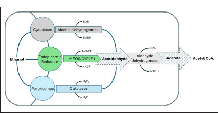 Metabolism of ethanol.