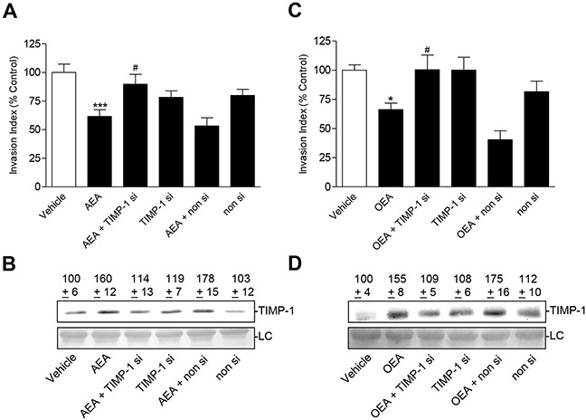 Effect of TIMP-1 knockdown on the anti-invasive and TIMP-1-upregulating action of AEA and OEA in A549 cellsEffect of TIMP-1 siRNA on the anti-invasive A, C. and TIMP-1-upregulating action B, D. of AEA and OEA, respectively. A549 cells were transfected with TIMP-1 siRNA at a final concentration of 0.25 μg/ml siRNA (si) or with non-silencing siRNA (non si) for 24 h. Subsequently, cells were placed into invasion chambers in terms of invasion assays. Following the first transfection, cells were retransfected with the indicated type of siRNA or suspension buffer to provide constant knockdown conditions, and incubated with vehicle, AEA (10 μM) or OEA (10 μM) for another 72 h. Protein staining of cell culture media is shown as loading control (LC). Numbers above the blots (B,D) represent densitometric analyses of the respective Western blots. All values are expressed as percent control in comparison with vehicle-treated cells (100%) in the absence of test substance. Data are means ± SEM of n = 11-12 (A), n = 6 (B), n = 15-16 (C) or n = 10 (D) experiments. *P < 0.05, ***P < 0.001 vs. vehicle; #P < 0.05 vs. AEA or OEA; one-way ANOVA plus post hoc Bonferroni test.