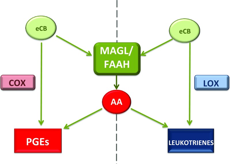 Eicosanoids, PGEs and leukotrienes, can be metabolised from two differential eCB-related pathways. 2-AG and AEA can be metabolised directly into either PGEs or leukotrienes by COX and LOX, respectively. Alternatively, degradation of eCBs can occur via enzymes, either MAGL or FAAH, into AA, which is subsequently oxidised by COX and LOX to produce PGEs and leukotrienes, respectively. Therefore, fluctuations in eCB concentration can influence eicosanoid levels