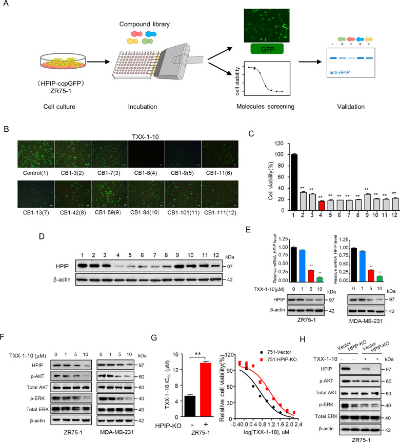 Identification of the small chemical molecule TXX-1-10 inhibiting HPIP expression by cell-based screening.A Schematic representation of the protocol used to screen small molecules targeting HPIP. B Representative images of ZR75-1 cells stably expressing HPIP-copGFP treated with the indicated rimonabant derivatives for 48 h (10 μM). Scale bars:100 μm. C The antiproliferation function of the indicated rimonabant derivatives as in B of three independent experiments in ZR75-1 cells. D Western blot analysis of ZR75-1 cells treated with the indicated rimonabant derivatives as in B for 24 h. E qRT-PCR and Western blot analysis of relative HPIP expression in ZR75-1 and MDA-MB-231 cells treated with the indicated concentrations of TXX-1-10 for 24 h. F Western blot analysis of ZR75-1 and MDA-MB-231 cells with increasing concentrations of TXX-1-10 for 24 h. G Viability curves of wild type or HPIP knockout (KO) ZR75-1 cells treated with the indicated concentrations of TXX-1-10 for 48 h. TXX-1-10 IC50 was assessed after 48 h. H Western blot analysis of ZR75-1 with TXX-1-10 (10 μM) treatment for 24 h or HPIP knockout. Data shown are mean ± SD of triplicate measurements that have been repeated three times with similar results. Statistical significance was assessed by two-tailed Student’s t test. *p < 0.05, **p < 0.01 versus the corresponding control.