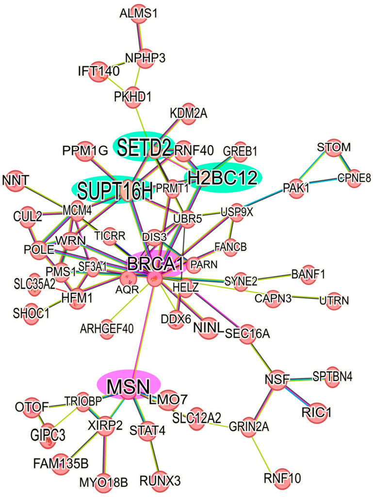Protein-protein interaction network of up-regulated proteins in 6D+CBD vs. MCF-7 cells. The main network of CBD up-regulated proteins with a log2FC ≥ 1 was formed with 58 proteins. The interaction of the key axis formed by the proteins SUPT16H, SETD2, and H2BC12 (highlighted in green) with BRCA1 and MSN (highlighted in pink) is shown. This interaction analysis was performed using STRING, considering only the statistically significant up-regulated proteins.