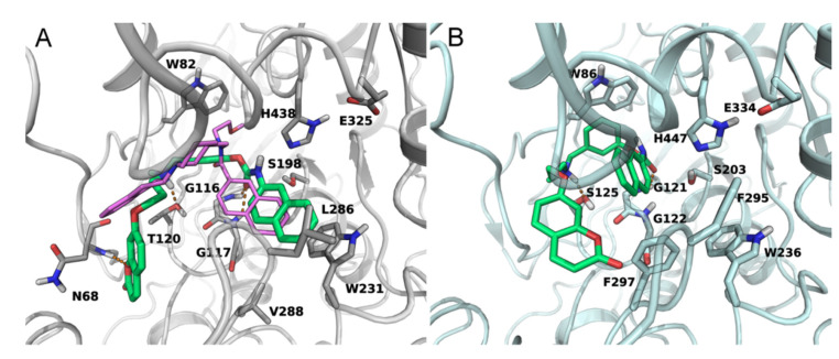 (A) Docking of compound 4 (green carbons) in the substrate binding site of hBuChE (grey ribbons). The coumarin head points towards the entrance of the gorge undertaking polar contacts with the backbone of N68. The N-naphthyl group fits the acyl chain binding pocket, overlapping the position of the naphthamide group of the inhibitor crystallized in the X-ray structure 4TPK (purple carbons). (B) Docking of compound 4 (green carbons) in the substrate binding site of hAChE (cyan ribbons). Given the presence of the bulkier F295 and F297, the N-naphthyl group cannot occupy the acyl chain binding pocket. Hydrogen bonds are indicated with orange dotted lines.