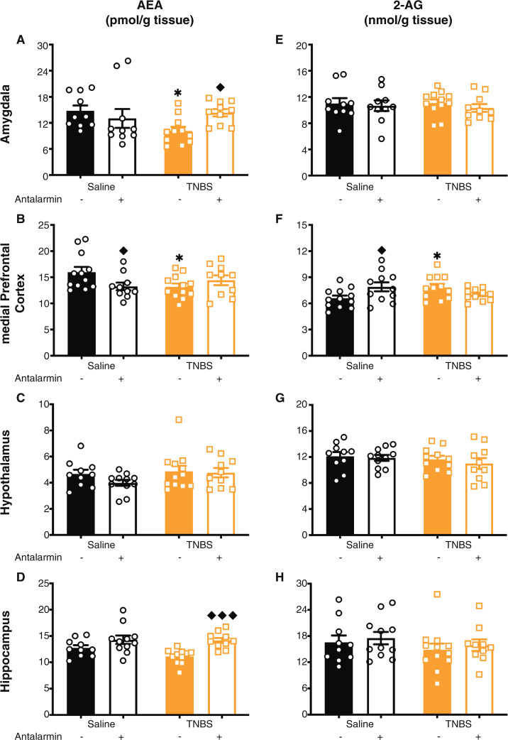 Colitis-induced reductions in AEA levels were mediated by CRF-R1.Antalarmin (an antagonist for the corticotropin releasing factor receptor type 1 (CRF-R1)) reversed the colitis-induced reduction in anandamide (AEA) levels in the (A) amygdala and (D) hippocampus. In the (C) hypothalamus, there was no TNBS effect (as in Fig. 3C), and no effect of antalarmin. In the (B) medial prefrontal cortex, there was an interesting effect where antalarmin in the saline animals reduced AEA levels, but did not alter the TNBS-induced reduction of AEA levels. However, antalarmin had no effect on 2-arachidonylglycerol (2-AG) levels in the (E) amygdala, (G) hypothalamus or (H) hippocampus; however, in the (F) medial prefrontal cortex, antalarmin increased 2-AG levels in saline animals, but did not alter 2-AG levels in TNBS animals. n = 10–12/group. *p < 0.05 saline vs. TNBS of same treatment, ♦ p < 0.05, ♦♦♦ p < 0.001 vs. vehicle of same condition. Saline = left, black bars with circles. TNBS = right, orange bars with squares. Vehicle = left of each pair, filled bars. Antalarmin = right of each pair, open bars.
