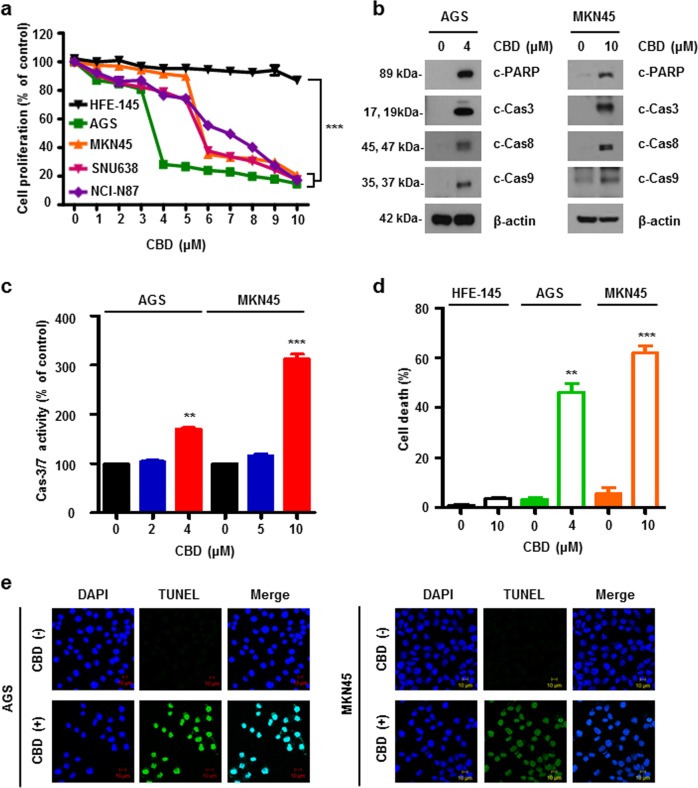 CBD increases cell death on gastric cancer.a HFE-145, AGS, MKN45, SNU638, and NCI-N87 cells were treated with 0 to 10 μM CBD for 24 h. Cell proliferation was examined by WST assay. ***P < 0.001. b CBD was treated in AGS and MKN45 cells for 24 h. Expression of c-PARP, Cas3, 8, and 9 were evaluated by western blotting. c Caspase activity was measured by staining with IncuCyte Cas3/7 Reagent for 30 min in AGS (left) and MKN45 (right) treated with CBD for 24 h. **P < 0.01 and ***P < 0.001. d Cell death was determined by flow cytometry using Annexin V/PI staining. **P < 0.01 and ***P < 0.001. e Representative images of AGS (left) and MKN45 (right) cells stained with TUNEL. Green fluorescence indicated apoptotic signals
