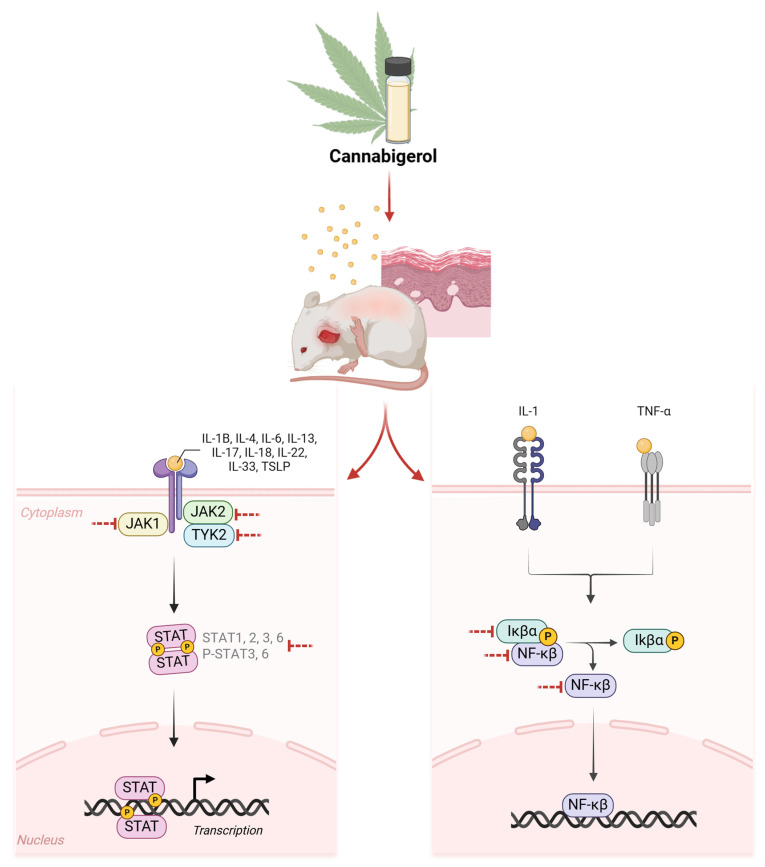 Effects of CBG on AD models. In the DNCB-induced AD model, the JAK/STAT signaling and NF-κB signaling pathways are activated by the combination of various inflammatory cytokines that have been found to have therapeutic effects on AD by modulating the signaling of these pathways. CBG, cannabigerol; AD, atopic dermatitis; DNCB, 1-chloro-2,4-dinitrobenzene.