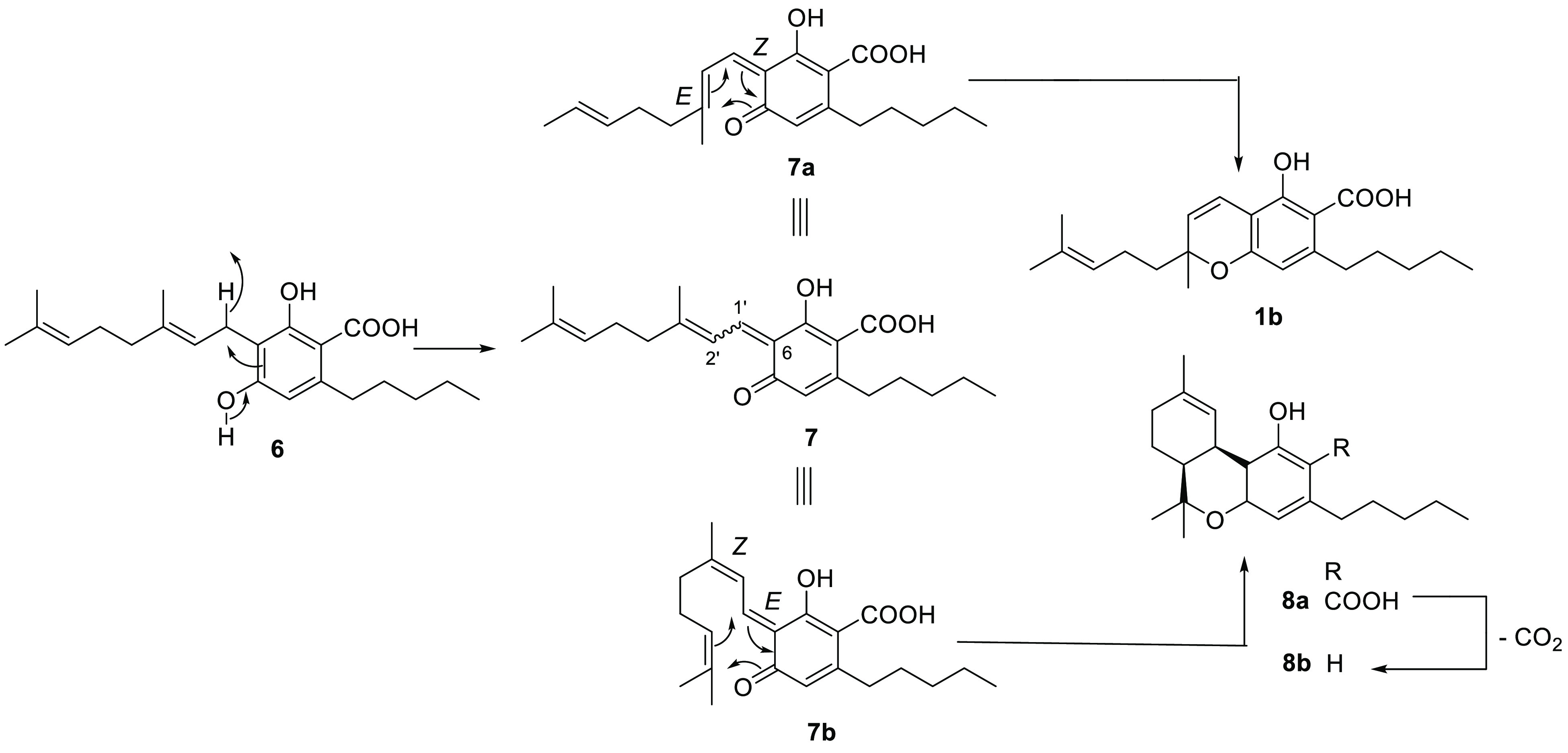 Formation of CBCA (1b) and cis-Δ9-THCA (8a) from the Electrocyclization of the Diastereomeric Forms of the Quinone Methide Intermediates 7a and 7b