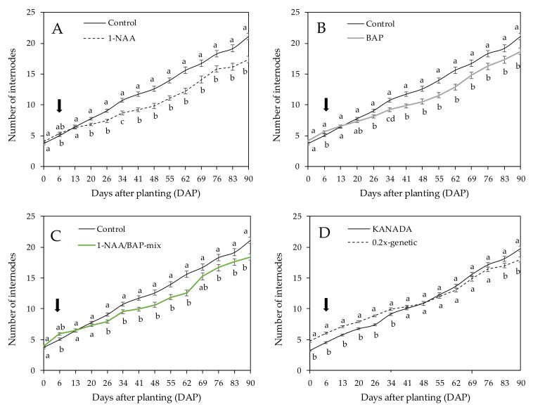 Mean number of internodes per axillary branch over two tested genotypes (KANADA and 0.2x-genetic) treated with (A) NAA, (B) BAP, and (C) NAA/BAP-mix, compared to the nontreated control over a time period of 90 days. (D) Mean number of internodes per axillary branch of genotype KANADA and 0.2x-genetic across time. Means covered with at least one identical lowercase letter did not differ significantly at α = 0.05. The arrow shows the time point (6 DAP) of the first application.