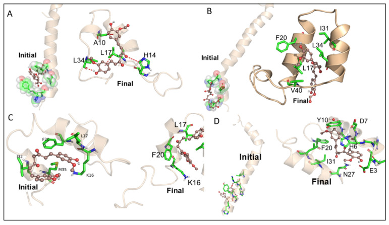 Molecular dynamic studies of Aβ40 and Aβ42 with KCur and THC. Represents the two representative snapshots from the initial and final stages of the MD simulations. These figures clearly represent that THC and KCur induces an allosteric conformational change that causes a twist in both oligomers Aβ42 primarily via hydrophobic interactions and, thus, may be capable of inhibiting the aggregation. THC seems to be interacting over wider surface area of Aβ42 and, thus, may be more effective in inhibiting Aβ42 aggregation, here (A) Kcur with Aβ40, (B) Kcur with Aβ42, (C) THC with Aβ40 and (D) THC with Aβ42.