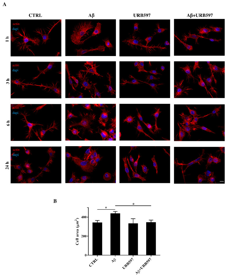 (A) Analysis of BV-2 cell morphology by rhodamine-conjugated phalloidin (TRITC-phalloidin) staining to highlight actin and 4′, 6-diamidino-2-phenylindole (DAPI) to detect the nucleus, after pre-treatment with 5 μM URB597 for 4 h and incubated with 30 μM Aβ25–35 for 1 h, 3 h, 6 h, and 24 h. (B) Cell areas were quantified at 24 h using Image J software. Data were reported as mean ± SD of at least three independent experiments. * p < 0.05. Bar: 20 µm.