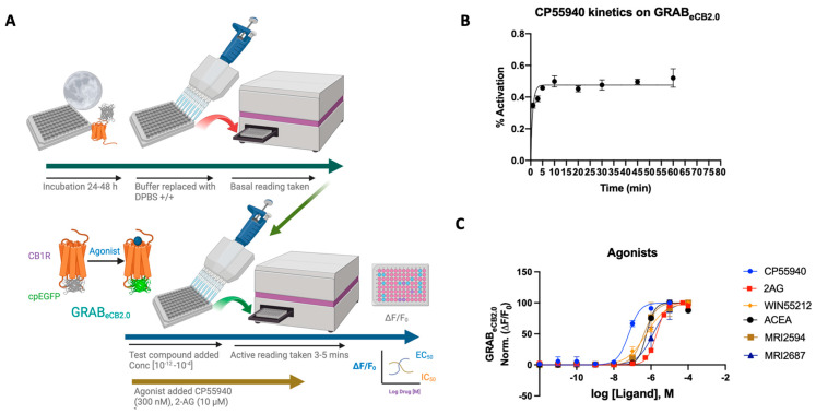 (A) Schematic depiction of the assay principle of the reported GRABeCB2.0 sensor optimized in HEKtsA201 cells. Agonist binding activates the sensor, inducing a change in fluorescence. (B) Kinetics graph of 300 nM CP55940 run at varying incubation time periods of 1, 3, 5, 10, 20, 30, 45, and 60 min. Plateau occurs after 5 min with limited deviation from the normal. Optimum time points for reading between 4 and 7 min. (C) Concentration-dependent responses and EC50s of 2-AG, ACEA, CP55940, WIN55212-2, MRI-2594, and MRI-2687 at inducing GRABeCB2.0 fluorescent signal, as determined by averaging ΔF/F0 normalized between 4 and 5 min (vide infra). EC50 values were calculated by GraphPad Prism 9. Data represent mean ± SEM from minimum three independent experiments.