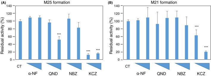 Enzymatic inhibition was performed to confirm the hydroxylation by various P450s. P450 inhibitors (α‐napthyflavone (α‐NF), quinidine (QND), N‐3‐benzylnirvanol (NBZ), and ketoconazole (KCZ) using water as a control) were added at 10 and 100 µmol/L concentrations, as denoted by the increasing height of the triangles on the x‐axis, to confirm the ability of P450s to oxidize STS‐135. (A) Both concentrations of KCZ inhibited the formation of the M25 metabolite by over 80%; 100 µmol/L QND inhibited its formation by approximately 50%. (B) 100 µmol/L KCZ inhibited the formation of M21 metabolites by decreasing activity by 70%. However, 10 µmol/L only reduced its formation by 30%. ***P < .001 compared to the control