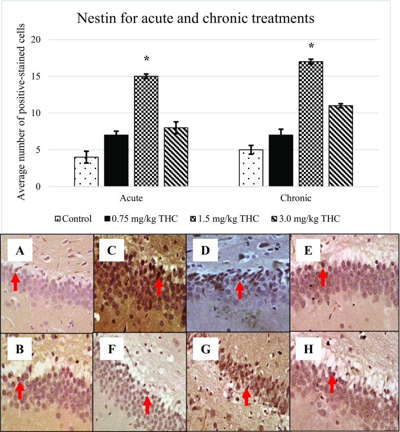 Appearance of nestin. Arrows above show the nestin-positive cell that appeared brownish in colour. Pictures of a and b show the positive cell of control, c–e are for acute treatment, while f–h are for chronic treatment