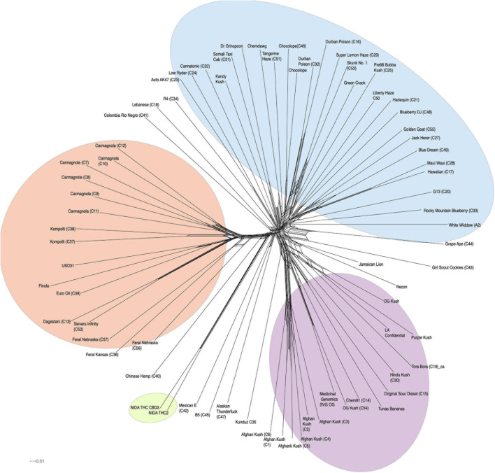 SplitsTree graph. Genetically similar individuals cluster together, such as the NIDA cluster, “Afghan Kush” cluster, and “Carmagnola” cluster. NIDA samples are highlighted in green. Hemp, NLMT, and BLMT shown in orange, blue, and purple, respectively.