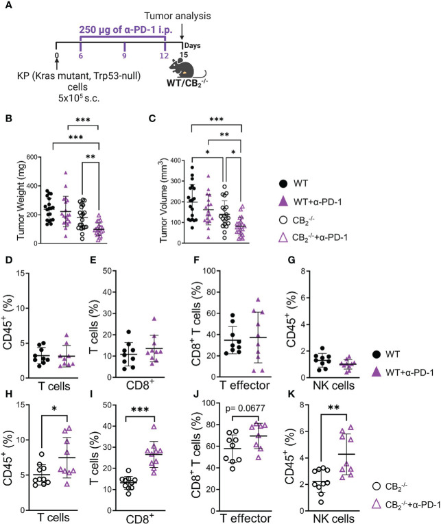 CB2 -/- mice are more responsive to anti-PD-1 antibody treatment than their wild type littermates. (A) Experimental design: CB2 -/- mice and WT littermates were subcutaneously (s.c.) injected with 5x105 KP (Kras mutant, Trp53-null) lung adenocarcinoma cells on day 0. On days 6, 9, and 12, mice were treated with 250 µg of anti-PD-1 (α-PD-1) antibodies (or isotype control). (B, C) Tumor weight and volume were measured at the end of the experiment on day 15 ex vivo. Data indicate mean values ± SD from two pooled independent experiments. n=19-21. (D–K) Flow cytometric analysis was performed on single cell suspensions from KP cell tumors of CB2 -/- and WT α-PD-1 (or isotype control) treated mice. Detailed information on immune cell markers is provided in Figure S1 . Data indicate mean values ± SD. One representative experiment is shown. n≥8. Statistical differences were evaluated by using one-way ANOVA, Tukey’s multiple comparison test (B, C), unpaired student`s t-test (D–K). *p < .05; **p < .01; ***p < .001; WT, wild type; NK, natural killer cells.