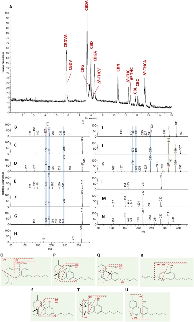 Observed chromatographic and MS characteristics of phytocannabinoid standard materials. (A) Total ion current (TIC) chromatogram of the 13 available phytocannabinoid standards, and their MS/MS spectra according to (B) CBG, (C) Δ9-THC, (D) CBD, (E) CBC, (F) Δ8-THC, (G) CBL, (H) CBN, (I) CBGA, (J) Δ9-THCA, (K) CBDA, (L) Δ9-THCV, (M) CBDV, and (N) CBDVA. Fragmentation structures for (O) CBG, (P) Δ9-THC, (Q) CBD, (R) CBC, (S) Δ8-THC, (T) CBL, and (U) CBN were determined according to the observed MS/MS spectra of each phytocannabinoid. Values of m/z in this figure are presented as nominal masses to improve interpretation of spectra. Accurate masses for the main fragments appear in Supplementary Figs S3–S9. The blue and green highlights mark identical m/z fragments for the neutral and acid phytocannabinoids.