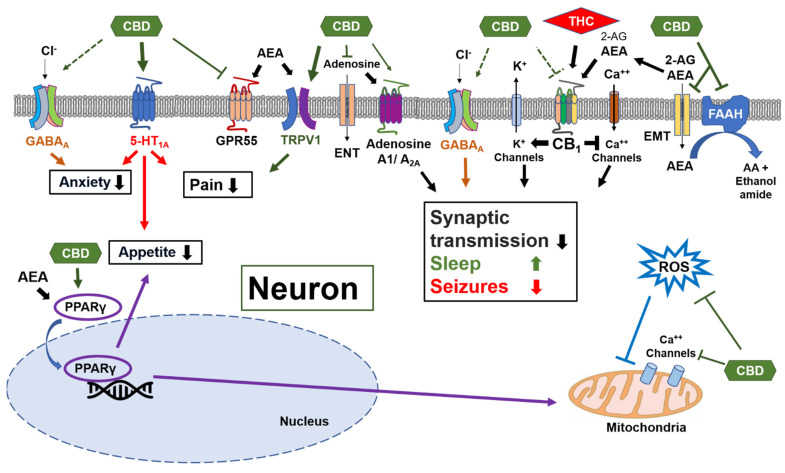 Multiple molecular targets for cannabidiol (CBD) in neurons.