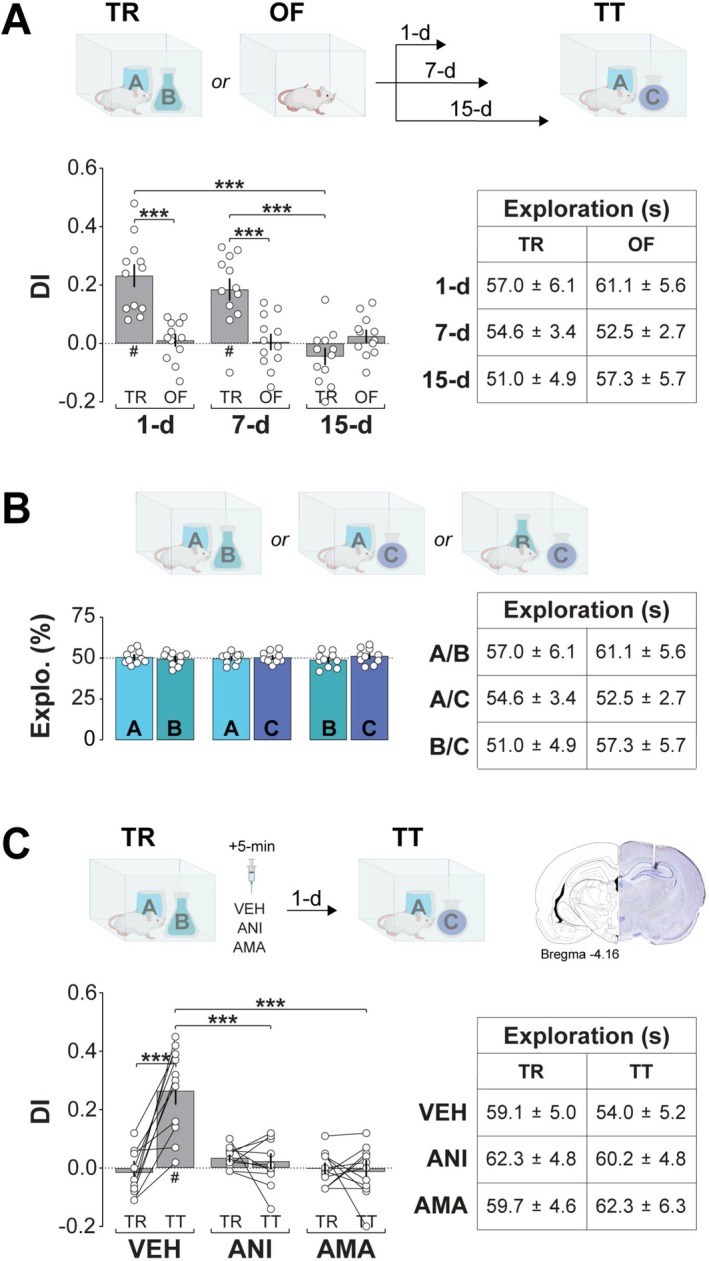 NOR training induces long‐lasting ORM that requires hippocampal protein synthesis and gene transcription for consolidation. (a) Top panel: Experimental timeline. Naïve adult male Wistar rats were habituated to the training arena without objects for 5‐min per day over four consecutive days. One day after the final habituation session, animals were either trained (TR) in the NOR task with two different, but behaviorally equivalent objects (A and B) or underwent an open field exploration session without objects (OF). Long‐term ORM retention was assessed in a 5‐min test session (TT) on days 1, 7, or 15 post‐training with object A and a novel object C. Bottom left panel: Discrimination index (DI) during TT for TR and OF animals. Bottom right panel: Total exploration time during TT. (b) Top panel: Habituated naïve adult male Wistar rats were exposed for 5‐min to two different objects in the training arena as indicated. Bottom left panel: Percentage of total exploration time spent on each object. Bottom right panel: Total exploration time. (c) Top left panel: Habituated naïve rats implanted with bilateral infusion cannulas targeting the dorsal CA1 region were trained (TR) in the NOR task with objects A and B, and 5‐min post‐training received intra‐CA1 infusions of vehicle (VEH; 0.1% DMSO in sterile saline), the protein synthesis inhibitor anisomycin (ANI), or the RNA polymerase II inhibitor α‐amanitin (AMA). ORM retention was assessed 1‐day later (TT) with familiar object A and novel object C. Top right panel: Representative photomicrograph showing histological verification of cannula placement in dorsal CA1. Bottom left panel: Discrimination index (DI) during TR and TT. Bottom right panel: Total exploration time during TR and TT. Discrimination indices (DIs) and exploration times are expressed as mean ± SEM (n = 10–12 per group). Dashed lines represent chance performance. Statistical significance: #p < 0.05 in one‐sample t‐test versus theoretical mean of 0, and ***p < 0.001 in Bonferroni's post hoc test after two‐way ANOVA. Normality was assessed using D’Agostino‐Pearson or Shapiro–Wilk tests.