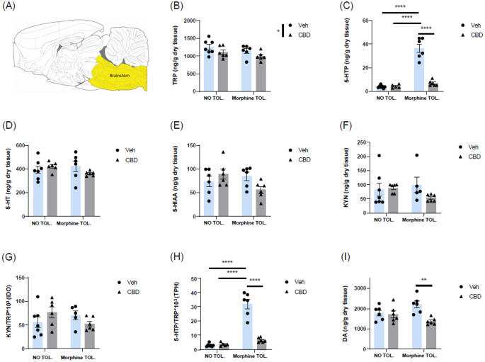 Effects of cannabidiol (CBD) treatment in sciatic nerve injured (SNI) rats tolerant (morphine TOL.) and non-tolerant (NO TOL.) to morphine on the metabolites of the tryptophan to serotonin and kynurenine pathways and dopamine in the brainstem: panels show (a) sagittal section of brainstem rat brain (coordinate: lateral 0.40 mm), from Paxinos and Watson [31], levels of (b) tryptophan (TRP), (c) 5-hydroxytryptophan (5-HTP), (d) 5-hydroxytryptamine (5-HT), (e) 5-hydroxyindole acetic acid (5-HIAA), (f) kynurenine (KYN), (g) 5-HTP/TRP*1000 ratio as a proxy of the activity of the enzyme tryptophan 5-hydroxylase (TPH), (h) KYN/TRP*1000 ratio as a proxy of the activity of the enzyme indoleamine 2,3-dioxygenase (IDO), and (i) dopamine (DA). Data are presented as mean ± SEM (N = 5–7 rats per group) with individual values indicated by dots (vehicle, veh) or triangles (CBD).**p < 0.01 and ****p < 0.0001, two-way ANOVA followed by Bonferroni post hoc test. # p < 0.05, main effect of morphine tolerance or CBD treatment following two-way ANOVA