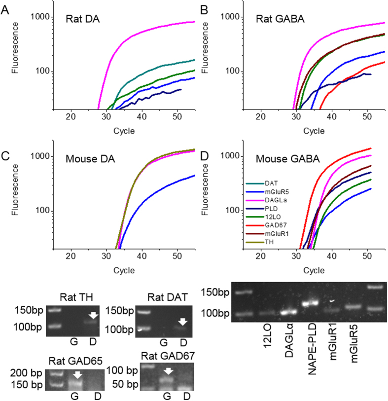 Gene expression profiles of ventral tegmental area dopaminergic and GABAergic neurons.(A) A representative rat DAergic cell expressing DAGLα, 12LO, DAT, mGluR5, and NAPE-PLD. (B) A representative rat GABAergic neuron expressing DAGLα, mGluR1, 12LO, NAPE-PLD, mGluR5, and GAD67. (C) A representative mouse DAergic neuron expressing TH, DAGLα, and mGluR5. (D) A representative mouse GABAergic neuron expressing GAD67, NAPE-PLD, mGluR1, mGluR5, DAGLα, and 12LO. Relative fluorescence was generated by FAM-TAMRA probes and graphed relative to the number of PCR cycles performed. Inset: Gel electrophoresis from the PCR reaction of a mouse GAD67-GFP neuron demonstrating the expression of 12LO (100 bp), DAGLα (100 bp), NAPE-PLD (104 bp), mGluR1 (78 bp), and mGluR5 (103 bp). Inset: Gel electrophoresis from a PCR reaction demonstrating cell-type specific expression of TH/DAT and GAD65/67 within rat DA (D) and GABA (G) neurons. Amplicon sizes for PCR products are TH: 107 bp; DAT: 101 bp; GAD65: 155 bp; GAD67: 73 bp.