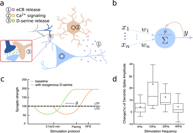 The D-serine hypothesis.a, b The astrocytes-mediated feedback loop observed in ref. 32 shows remarkable similarities with the BCM postulate of a synaptic modification threshold θ sliding as a function of the post-synaptic activity y. The feedback loop is described in three steps: (1) endocannabinoids are released by the post-synaptic neuron upon activation, (2) they bind with astrocytic cannabinoid receptors and trigger an intracellular calcium signaling, which results in (3) the release of D-serine at the neuron dendrites. c The increase (decrease) of D-serine concentration at the synapse promotes LTP (LTD), which can be interpreted as the shifting of a threshold for LTP, like the BCM one (figure adapted from ref. 31). d The astrocytic regulation of D-serine presents a peculiar bell-shaped dependence on the frequency of post-synaptic stimulation, analogous to the super-linear dependence of the BCM's threshold on the post-synaptic activity. Changes in the D-serine level are indirectly measured through changes in the amplitude of dendritic spikes' slow component (figure adapted from ref. 32).