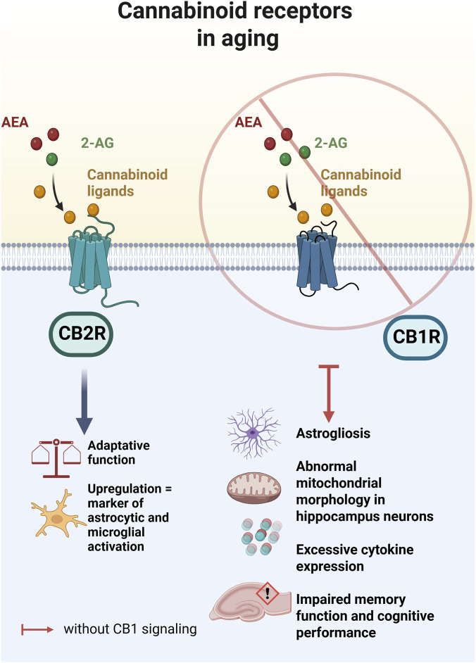 Infographic showing cannabinoid receptors in aging. CB2R receptor signaling, activated by AEA and 2-AG, supports adaptive function and indicates astrocytic and microglial activation. Without CB1R signaling, outcomes include astrogliosis, abnormal mitochondrial morphology in hippocampal neurons, excessive cytokine expression, and impaired memory and cognitive performance. Decorative icons illustrate each effect.
