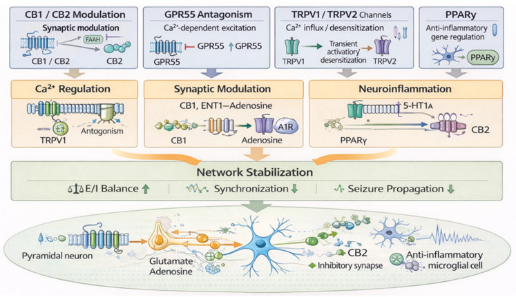 Molecular and Network Mechanisms of Cannabidiol (CBD) in Epilepsy. The molecular targets of CBD are functionally organized into three convergent axes: regulation of Ca2+-dependent excitability, synaptic modulation, and neuroinflammatory control. A1R, adenosine A1 receptor; ENT1, equilibrative nucleoside transporter-1; 5-HT, 5-hydroxytryptamine; GPR55, G protein-coupled receptor 55; TRPV, transient receptor potential vanilloid; PPARγ, peroxisome proliferator-activated receptorγ.