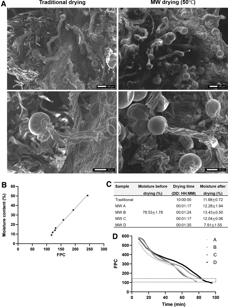 Prediction of drying process termination. (A) SEM images of Cannabis inflorescences dried either traditionally (left) or by MW drying at 50°C (right) and their corresponding magnified images (bottom). (B) Moisture content versus FPC number of Cannabis inflorescences dried with the MW oven at 50°C. The dotted line represents the linear regression. (C) Moisture content and drying time for Cannabis inflorescences dried with the MW oven at 50°C. (A–D) Four independent experiments. (D) FPC (normalized units) versus drying time in minutes. The dotted rectangle represents FPC numbers in the range of 0.50–0.53. Each FPC is characterized by an absorption efficiency value, and when the number of FPCs characterized by a value higher than a threshold crosses a predetermined number, the drying is stopped. SEM, scanning electron microscopy.