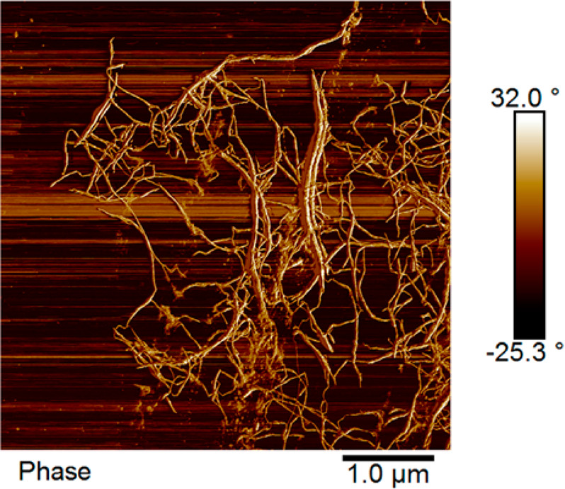 AFM image of hemp hurd CNF.