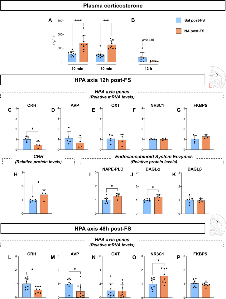 Multi-panel scientific figure showing bar charts comparing plasma corticosterone and HPA axis gene and protein levels, as well as endocannabinoid system enzymes, at 12 and 48 hours post-FS between Sal post-FS (blue) and NA post-FS (orange) rat groups. Significant differences are indicated by asterisks, with higher corticosterone and HPA axis-related gene and protein levels at earlier time points in NA post-FS group, and specific differences marked for CRH, NAPE-PLD, DAGLβ, and AVP among others. Error bars display standard deviations and p-values or asterisks denote statistical significance.
