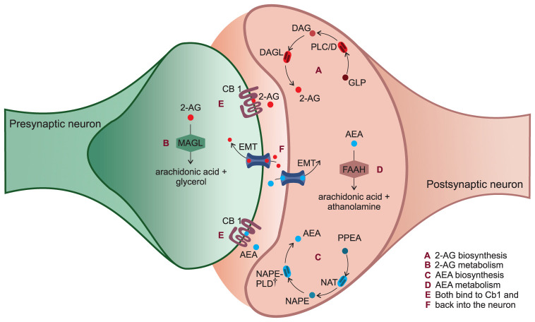 Illustration of endocannabinoid biosynthesis, binding, and metabolism. A) The biosynthesis of 2-AG is mediated by sequential hydrolysis, whereby a GPL is hydrolyzed by PLC or PLD to form DAG. DAG is then rapidly hydrolyzed by DAGL to form 2-AG. B) 2-AG is primarily broken down by MAGL to form arachidonic acid and glycerol. C) AEA is synthesized from phospholipid precursors PPEA which are initially converted to NAPE by NAT. NAPE is subsequently converted to AEA by NAPE-PLD activity. D) AEA is primarily metabolized by FAAH to form arachidonic acid and ethanolamine. E) Both 2-AG and AEA bind to CB1 on the presynaptic neuron. F) After receptor activation, AEA and 2-AG are transported back into the neuron by EMT. † NAPE may be converted to AEA through alternative pathways.67 2-AG = 2-arachidonoylglycerol; AEA = anandamide; CB1 = cannabinoid receptor 1; DAG = diacylglycerol; DAGL = DAG lipase; EMT = endocannabinoid membrane transporters; FAAH = fatty acid amide hydrolase; GPL = glycerophospholipid; MAGL = monoacylglycerol lipase; NAPE = N-arachidonoylphosphatidylethanolamine; NAPE-PLD = NAPE phospholipase D; NAT = N-acyltransferase; PLC = phospholipase C; PLD = phospholipase D; PPEA = phosphatidylethanolamine.