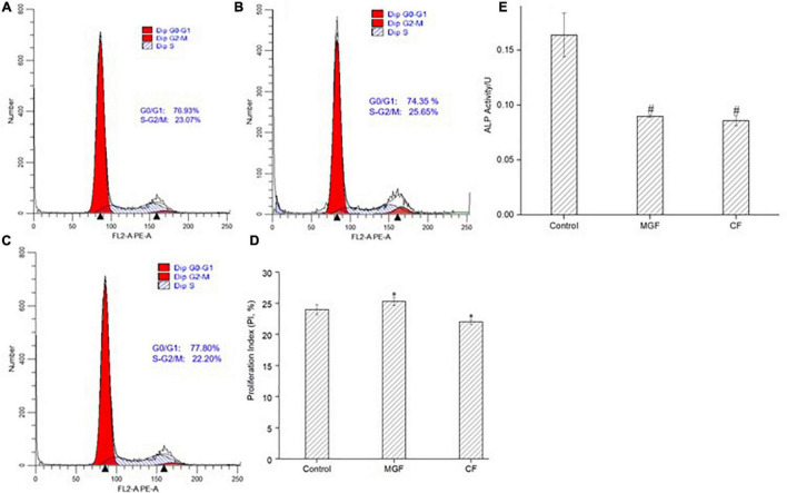 Effect of peptide MGF and CF on MC3T3-E1 cells’ PI and ALP activity. (A) Control group. (B) Group treated with MGF for 72 h. (C) Group treated with CF for 72 h. (D) PI of MC3T3-E1 cells treated with MGF and CF. (E) ALP activity treated with MGF and CF for 120 h. *P < 0.05, #P < 0.01.