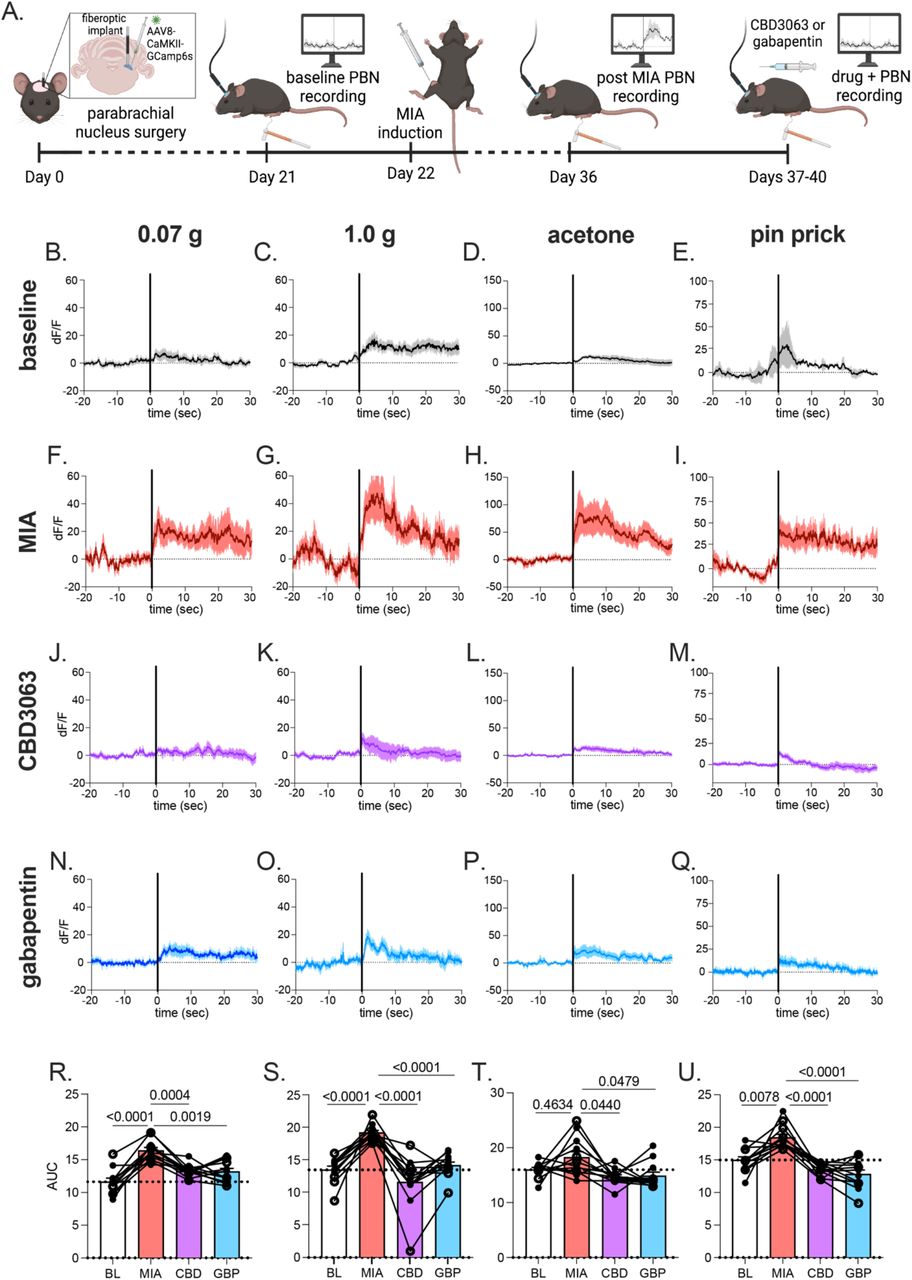 MIA increased glutamatergic PBN activity that was reduced by CDB3063 and gabapentin.(A) Schematic timeline for fiber photometry recording from glutamatergic PBN neurons. Averaged calcium transients in response to 0.07 g (B), 1.0 g von Frey filament (C), acetone droplet (D), and pin prick (E) at baseline. Average calcium response to 0.07 g (F), 1.0 g (G), acetone (H), and pin prick (I) two weeks after MIA-induction. Average calcium response to 0.07 g (J), 1.0 g (K), acetone (L), pin prick (M) after intraperitoneal injection of CBD3063 (10 mg/kg). Average calcium responses to 0.07 g (N), 1.0 g (O), acetone (P), and pin prick (Q) after intraperitoneal administration of gabapentin (30 mg/kg). Area under the curve summary data in response to 0.07 g filament (R), 0.1 g filament (S), acetone (T), and pin prick (U). Solid black vertical line at time 0 indicates application of stimulus (B-Q). Solid trace represents average response, shaded region indicates SEM. Results compared using one-way repeated measures ANOVA with Tukey posttest (R-U). N=12 animals, 8 females (filled circles)/4 males (open circles).