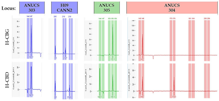 Depending on the genotype of each variety and the genetic locus, the plants showed homozygosity (H-CBG plant sample, loci: ANUCS 303, ANUCS 305, and ANUCS 304; H-CBD plant sample, locus ANUCS 303) or heterozygosity (H-CBG plant sample, locus: H09 CANN2; H-CBD plant sample, loci: H09 CANN2, ANUCS 305, and ANUCS 304).