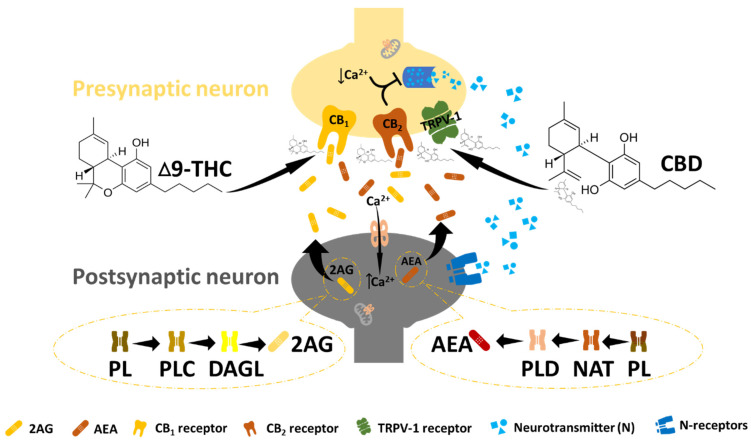 The endocannabinoid system. In ECB signalling, N-arachidonyl ethanolamine (AEA) and 2-arachidonoylglycerol (2-AG) undergo postsynaptic synthesis and are released to bind and activate the CB receptors at the presynaptic site. This leads to a reduction in intracellular calcium at the presynaptic site, followed by the suppression of the neurotransmitter (essential for pain management). Endocannabinoid receptors can also be activated by exogenous cannabinoids such as THC and CBD to promote effects similar to those of endocannabinoids.