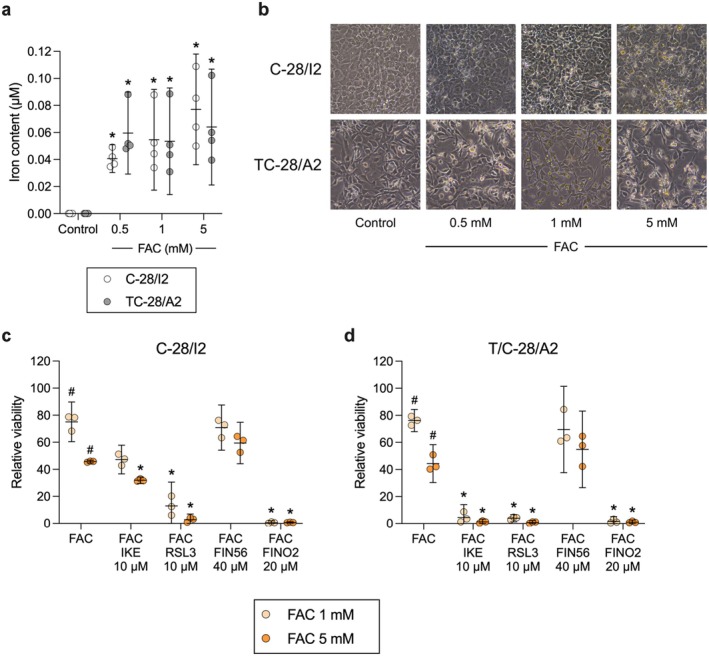 Iron overload enhances ferroptosis induction. (a) Iron content of C‐28/I2 (empty symbols) and TC‐28/A2 cells (grey symbols) cultured for 24 h in the absence (control) or presence of 0.5, 1 and 5 mM ferric ammonium citrate (FAC). Means (95% CI) of four individual experiments (n = 4). RM one‐way ANOVA with Geisser–Greenhouse correction and Dunnett’s multiple comparisons post‐test. *p < 0.05 versus Control. (b) Transmission images taken after 24 h under the same conditions as in (a). 20× magnification. Cell viability after 24 h treatment of (c) C‐28/I2 cells or (d) T/C‐28/A2 cells with 1 mM (light symbols) or 5 mM (dark symbols) FAC alone or in combination with IKE (10 μM), RSL3 (10 μM), FIN56 (40 μM) or FINO2 (20 μM). Results of individual resazurin experiments (n = 3 for each condition) in % of untreated controls and means (95% CI). RM one‐way ANOVA with Geisser–Greenhouse correction and Dunnett’s multiple comparisons post‐test, or paired t‐tests. *p < 0.05 versus FAC alone, # p < 0.05 versus untreated controls.