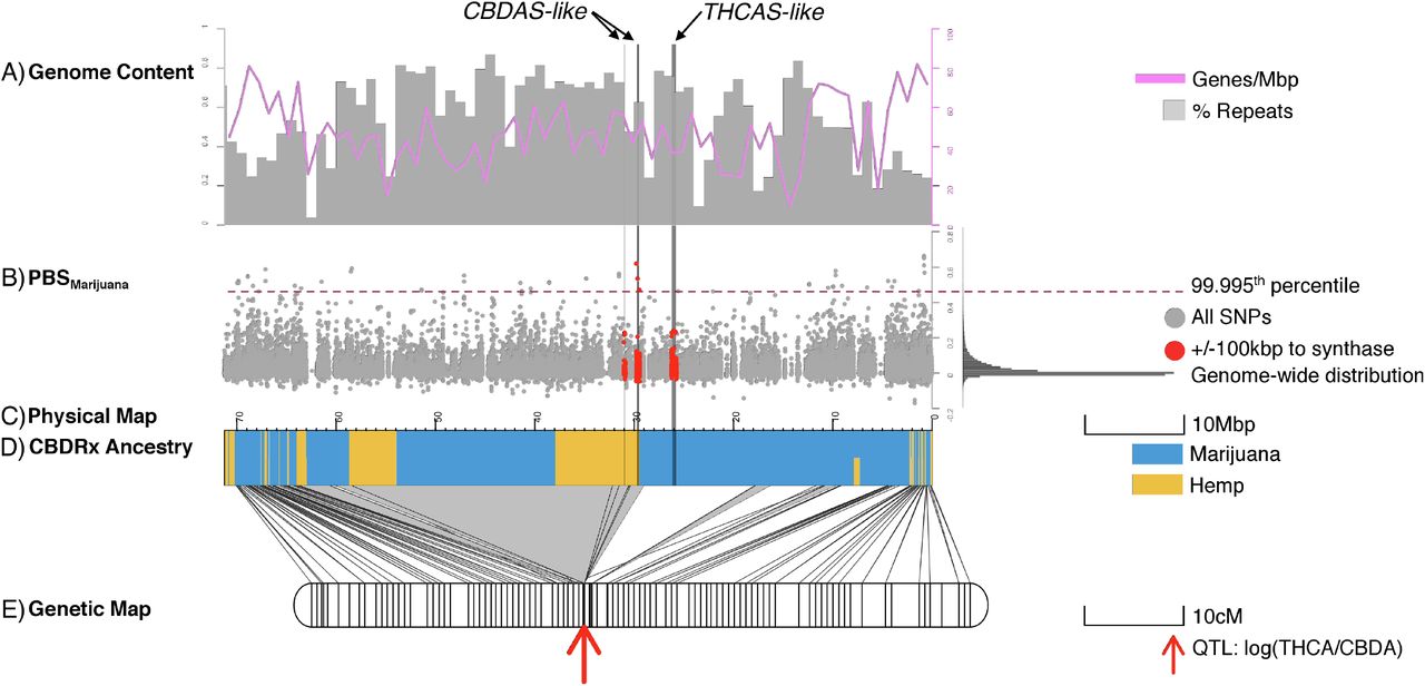 Genes responsible for chemotype on chromosome 9 are under selection in marijuana populations and have been targets for introgression by breeders.The locations of three cannabinoid synthase gene clusters are indicated by vertical lines transecting panels. Note that physical and genetic map coordinates are right-to-left. (A) Genes (pink lines) and percent repeat content (grey bars) in 1Mbp windows across the chromosome, (B) Manhattan plot of the population branch statistic (PBS), which is an Fst-based three-population test with extreme values suggesting lineage-specific evolutionary processes. The values for the marijuana branch are displayed here in grey dots across chromosome 9 with a histogram of the genome-wide distribution on the right. The 99.995th percentile of the distribution is indicated with a dashed red line and values at SNPs within 100kbp of a cannabinoid synthase gene are indicated with red dots. We observe extreme values near CBDAS (but not THCAS), which is consistent with selection for nonfunctional CBDAS alleles in marijuana. (C) Painted ancestry of chromosome 9 in CBDRx with genomic segments derived from hemp in yellow and genomic segments derived from marijuana in blue. This analysis suggests a functional CBDAS allele from hemp was introgressed into a marijuana genome background to render the cultivar nonintoxicating. Ancestry blocks of CBDRx were called with AncestryHMM at SNPs separated by at least 0.3 cM and having high marijuana-hemp Fst. The genome-wide ancestry proportions of CBDRx were 89% marijuana and 11%. (D) The genetic map was anchored to the physical map using 211,106 markers segregating in an F2 mapping population. Lines connecting the genetic and physical maps indicate the positions of markers in physical and genetic space here. Physically consecutive markers with the same cM position have been consolidated to grey triangles. Grey triangles with the greatest area indicate regions of the genome with the least recombination. (E) A red arrow marks the position in the genetic map of the only QTL associated with the THC/CBD chemotype. This trait is perfectly correlated with the physical position of CBDAS and colocated with a genomic segment introgressed from hemp in the CBDRx genome. The total length of the genetic map is 818.6 cM, with a mean distance of 0.66 cM between observed crossovers.