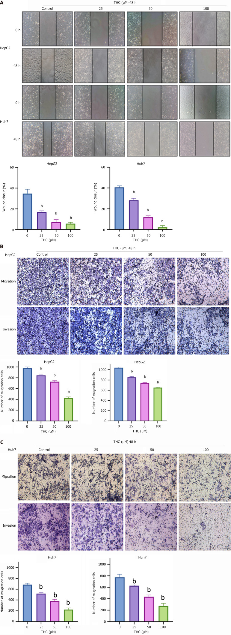 Effect of tetrahydrocurcumin on the migration and invasion of HepG2 and Huh7 cells. A: The migration capacity of HepG2 cells and Huh7 cells treated with different concentrations of tetrahydrocurcumin (THC) (25, 50, or 100 μmol/L) for 48 hours was detected using a wound-healing assay. All data are expressed as mean ± SD, n = 3. Compared to the control group, bP < 0.01; B: Transwell assays were conducted to determine the inhibitory effect of different concentrations of THC (25, 50, or 100 μmol/L) on the migration of HepG2 cells. Similarly, matrix glue was used to demonstrate the inhibitory effect of THC on cell invasion, and the number of cells passing through the cell chambers after 48 hours of treatment was statistically analyzed. All data are expressed as the mean ± SD, n = 3. Compared to the control group, bP < 0.01; C: Transwell assays were conducted to determine whether THC inhibited the migration of Huh7 cells at different concentrations (25, 50, and 100 μmol/L). Matrix glue was used to determine the inhibitory effect of THC on cell invasion. The number of cells that passed through cell chambers after 48 hours of treatment was statistically analyzed. All data are expressed as mean ± SD, n = 3. Compared to the control group, bP < 0.01; THC: Tetrahydrocurcumin.