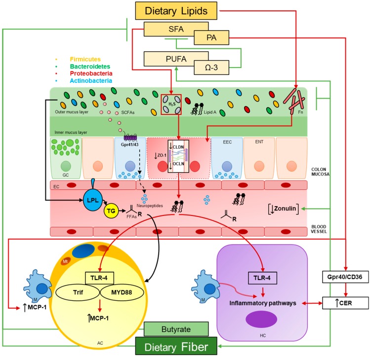 The human gut microbiota is dominated by the main phyla Bacteroidetes, Firmicutes, Actinobacteria and Proteobacteria. Collectively, it contributes to host energy regulation through the production of short-chain fatty acids and subsequent release of neuropeptides from enteroendocrine cells following the activation of short chain fatty acid receptors Gpr41 and 43 (black dotted line arrows), as well as through actions on lipoprotein lipase which stimulates the release of free fatty acids from triglyceride-containing molecules (e.g. chylomicrons) where they are then stored in adipocytes (black arrows). Dietary lipids cause changes in the microbial community structure but lipid type determines whether these ecological shifts prove beneficial or harmful to the host. Saturated fatty acids have recently shown to promote dysbiosis by enriching sulfate reducing bacteria which produce H2S (red arrow, red box). This dysbiosis has shown to degrade epithelial integrity through the suppression of tight junction proteins ZO-1, claudins and occludin as well as to promote gut inflammation (red dotted lines around epithelial cells, dotted lines in insert). Because of this enhanced permeability, passage of LPS into systemic circulation is increased (red arrow, Lipid A molecule). In white adipose tissue, LPS and palmitic acid increase adipocyte inflammation through the upregulation of MCP-1 expression in macrophages and in adipocytes but in a TLR-4-Trif-MYD88 dependent manner (red arrows). In liver, LPS increases hepatocyte inflammation through TLR-4 mediated inflammatory pathways while palmitic acid compounds the activation of such pathways through the activation of free fatty acid receptors Gpr40 and CD36, and a subsequent increase in ceramide de novo synthesis (double-sided red arrow). Like adipocytes, the extent of hepatic inflammation is exacerbated with the presence of macrophages (double-lined red arrow). Interestingly, low serum levels of Zonulin are associated with higher intakes of dietary fiber and polyunsaturated fatty acids (green arrows). Increases in the abundance of Fusobacterium nucleatum, a known risk-factor for colorectal cancer development and a promoter of gut inflammation (red arrow), is associated with high-fat diets (red arrow) but may be reduced in abundance by adequate dietary fiber intake (green T arrow). Lastly, exogenous butyrate, omega-3 fatty acids and dietary fiber have shown to attenuate the deleterious effects of saturated fatty acids on intestinal health (green T arrow). ENT, enterocyte; EEC, enteroendocrine cell; GC, goblet cell; CLDN, claudins; OCLN, occludin; EC, endothelial cell; H2S, dihydrogen sulfide; FFAs, free fatty acids; LPL, lipoprotein lipase; TG, triglyceride; M, macrophage; AC, adipocyte; Mt, mitochondria; HC, hepatocyte; CER, ceramide; Fn, Fusobacterium nucleatum.