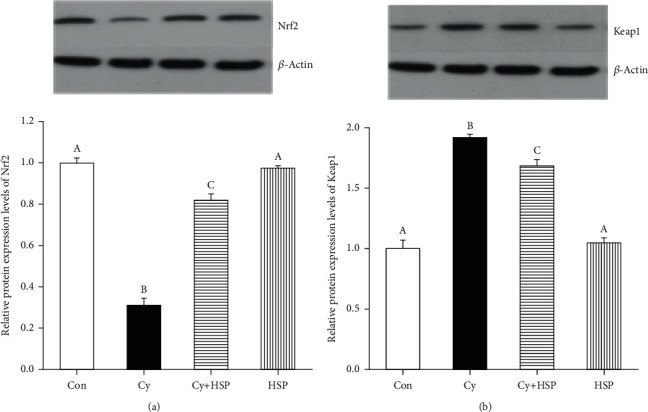 Effect of hemp seed polysaccharide on the Nrf2/Keap1 signaling pathway in the mouse ileum. (a) The whole tissue lysates were prepared and used for the Nrf2 and β-actin western blot analysis. (b) The whole tissue lysates were prepared and used for the Keap1 and β-actin western blot analysis. Each bar represents mean ± SEM (n = 10). Bars with different letters (A, B, C, and D) are statistically different (p < 0.05).