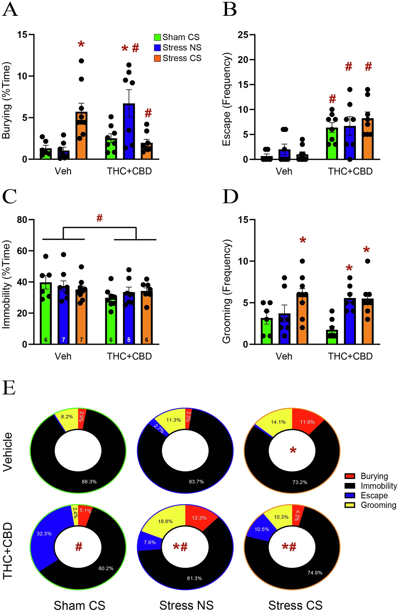 THC+CBD generalized stress responses in males.A Stress-CS increased the time spent burying in vehicle-trained rats, while the Stress-NS led to an increase in the time spent burying in THC + CBD-trained rats (interaction: F2,39 = 14.77, p < 0.0001, ƞ2 = 0.39). B THC + CBD use generalized the escape behavior across all stress conditions (drug: F1,39 = 41.35, p < 0.0001, ƞ2 = 0.49). C THC + CBD reduced immobility in all three conditions (drug: F1,39 = 4.842, p = 0.0338, ƞ2 = 0.1). D Stress-CS enhanced grooming frequency in vehicle-trained rats, whereas both Stress-NS and Stress-CS increased grooming in THC + CBD-trained rats (stress: F2,39 = 9.835, p = 0.0003, ƞ2 = 0.3). Number of rats is expressed in C. Data are shown as mean ± SEM. Each dot in bar represents one rat. * p < 0.05 compared to Sham-CS within each drug group; # p < 0.05 comparing THC + CBD to vehicle within each stress/sham group, using a Tukey post hoc. E Donut charts showing the distribution of the different coping strategies within each treatment. Stress-CS changed coping strategies in vehicle- (X2(3) = 34.06, p < 0.0001 versus Sham-CS veh) and THC + CBD-trained rats (X2(3) = 34.06, p < 0.0001 versus Sham-CS THC + CBD). However, THC + CBD promoted avoidant coping strategies during stress-CS exposure (X2(3) = 106.5, p < 0.0001 versus Stress-CS veh). THC + CBD altered coping distribution in non-stressed rats (X2(3) = 974.4, p < 0.0001 versus Sham-CS veh). THC + CBD modified stress responses during exposure to the neutral stimulus (X2(3) = 70.45, p < 0.0001 versus stress-NS veh; X2(3) = 113.2, p < 0.0001 versus Sham-CS THC + CBD). * p < 0.05, compared to Sham-CS within each drug group; # p < 0.05, comparing THC + CBD to vehicle within each stress/sham group using a Chi-square.