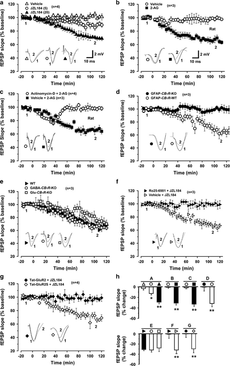 JZL184 induces in vivo long-term depression (LTD) at CA3-CA1 synapses. (a–g) Plots of normalized field excitatory postsynaptic potential (fEPSP) slopes in anesthetized mice (a, d–g) or rats (b, c) show that an administration of JZL184 (a, d–g) or 2-AG (b, c) at 0 min elicits LTD lasting for >2 h in wild-type (a, d–g), Glu-CB1R-KO and GABA-CB1R-KO mice (e), but not in GFAP-CB1R-KO mice (d), which is blocked by Ro25,6981 (f) and Tat-GluR2 (g), as actinomycin-D blocks the late-phase expression of 2-AG-elicited LTD (c). Representative fEPSP traces before (1) and after (2) vehicle, JZL184, or 2-AG administration are shown below each plot. (h) Histogram summarizes the average percent change of fEPSP slope before (1) and after (2) vehicle, JZL184 or 2-AG administration as depicted in a–g. All summary graphs show means±s.e.m.s; n=numbers of animals recorded in each group (a–g). *P<0.05 and **P<0.01 vs control, t test (b–d, f, g) or LSD post-hoc test after one-way ANOVA (a: F2,9=31.904, P<0.01; e: F2,6=27.102, P=0.892).