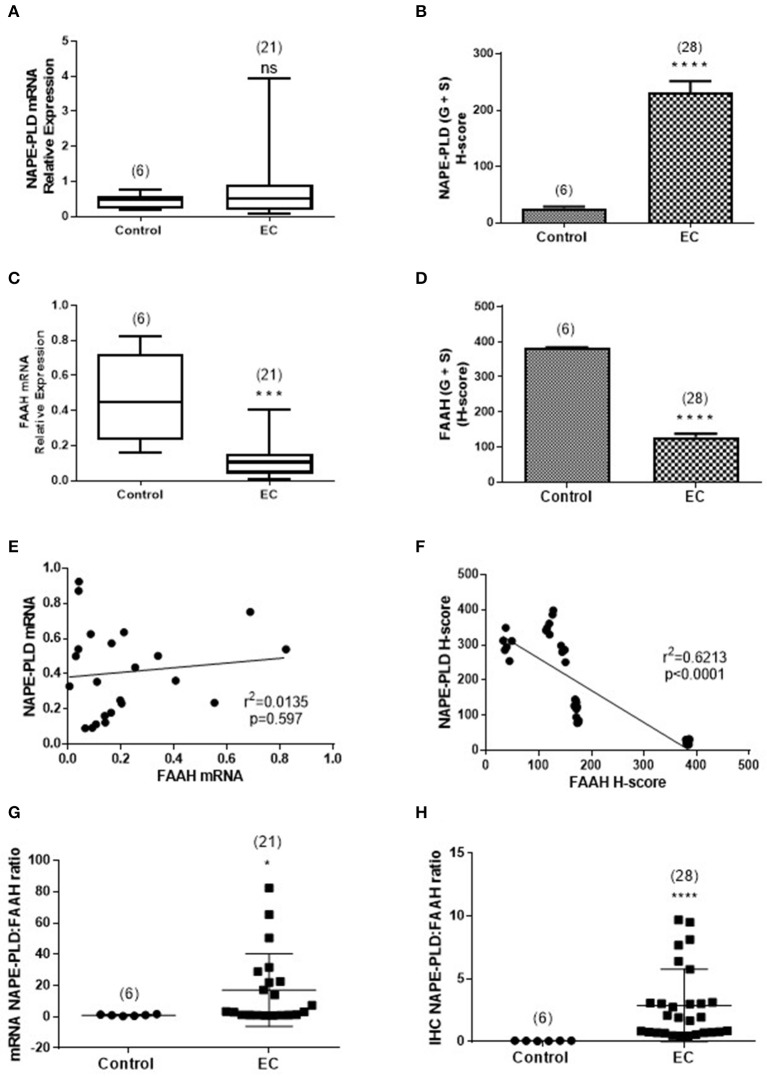 Comparison of the relative levels of transcripts for NAPE-PLD and FAAH with H-scores for the presence of protein. (A,B) Show the relative expressions of NAPE-PLD transcripts and protein, respectively in the atrophic tissue (atrophic control, n = 6) and the EC cohort (n = 21 for qRT-PCR and n = 28 for IHC). The data show similar patterns of expression with NAPE-PLD transcripts and protein increased in the EC group. Similarly, (C,D) show the relative expressions of FAAH transcript and protein in the same groups and show decreased transcript and protein expression in the EC group. (E) Shows that the expression of NAPE-PLD transcript does not correlate with FAAH transcript levels, but there is a good inverse correlation between NAPE-PLD and FAAH protein (F). The qRT-PCR data (A,C) are presented as median (IQR) and analyzed using Mann-Whitney U-test, whilst the H-score data (B,D) are presented as mean ± SEM and analyzed by unpaired Student's t-test; ***p < 0.001; ****p < 0.0001. The number of samples analyzed is shown in parentheses above each group. Correlation was determined by Spearman correlation with the calculated coefficients and p-values indicated on the graphs. Error bars are not shown when encompassed by the data. The NAPE-PLD: FAAH ratios for transcript (G) and protein (H) were determined for the atrophic (control, n = 6) tissue and for EC (n = 28) tissue and the results plotted for each individual patient recruited. The longer horizontal bar indicates the mean for the data whilst the shorter horizontal bar indicates the SD for the group. The p-values for the transcript ratio difference (*p = 0.0208) and the protein ratio difference (****p < 0.0001) were calculated using Welch's correction for Student's two sided unpaired t-test for unequal variances. Error bars are not shown when encompassed by the data. The number of samples assayed is shown in parentheses above each bar.