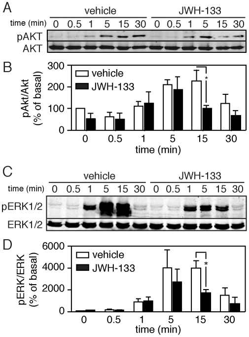 CB2 agonism inhibits acute SDF-1á mediated signaling in primary CD4+ T cells.(A–B) SDF-1á induced phosphorylation of Akt and (C–D) p42/44 MAP kinase is downregulated in CD4+ T cells pretreated with 100 nM of the CB2 agonist JWH-133. (A, C) Representative western blots of phospho-kinase expression following SDF-1á treatment for 0, 0.5, 1, 5, 15 or 30 minutes. (B, D) Quantification of kinase phosphorylation in multiple donors (mean±SEM; n = 3 donors; *p<0.05) taken over basal, defined as signal at time 0.